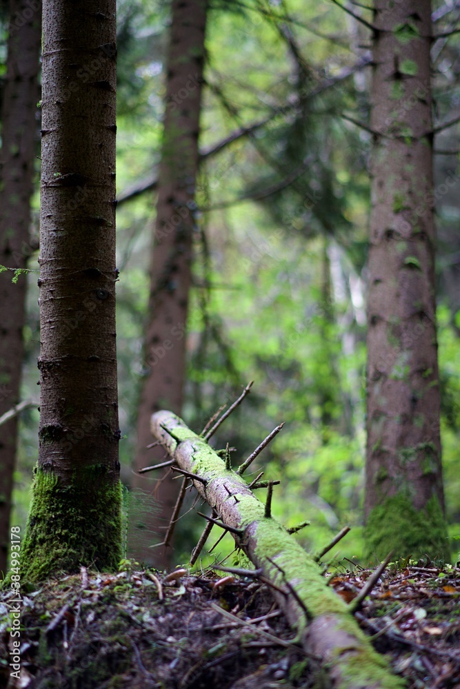 Obraz premium Forêt humide tronc d'arbre mort au sol - nature biodiversité