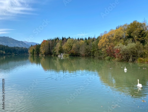 lake in autumn with swans in it