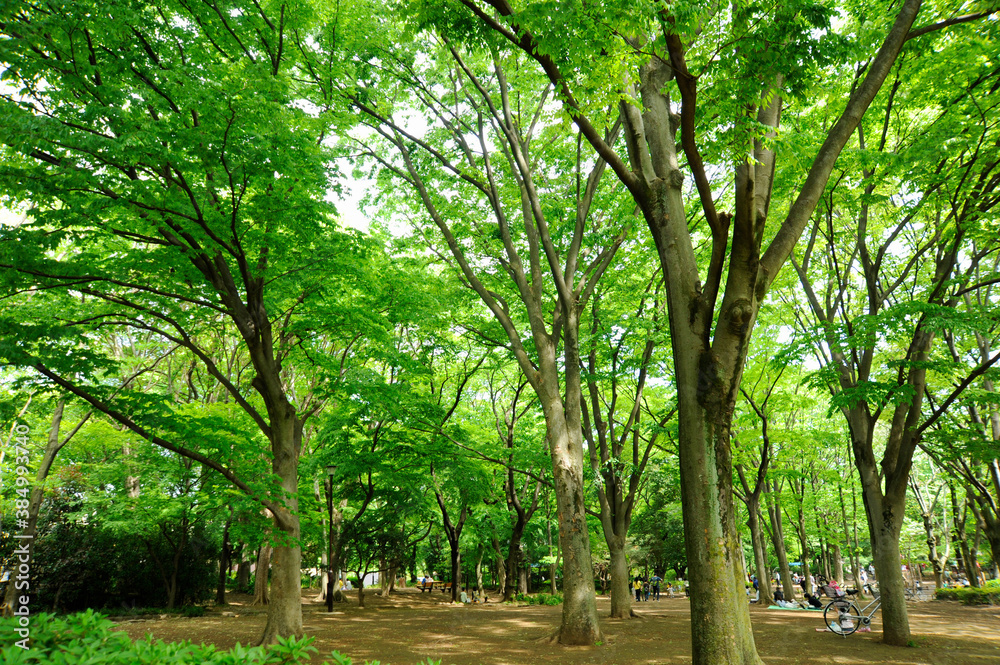石神井公園の樹 石神井公園の樹