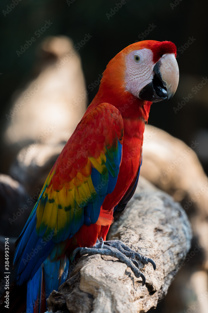 beautiful macaw parrots 