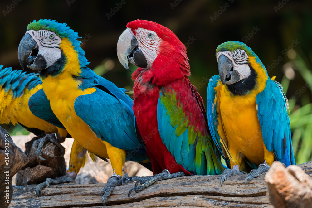 beautiful macaw parrots 