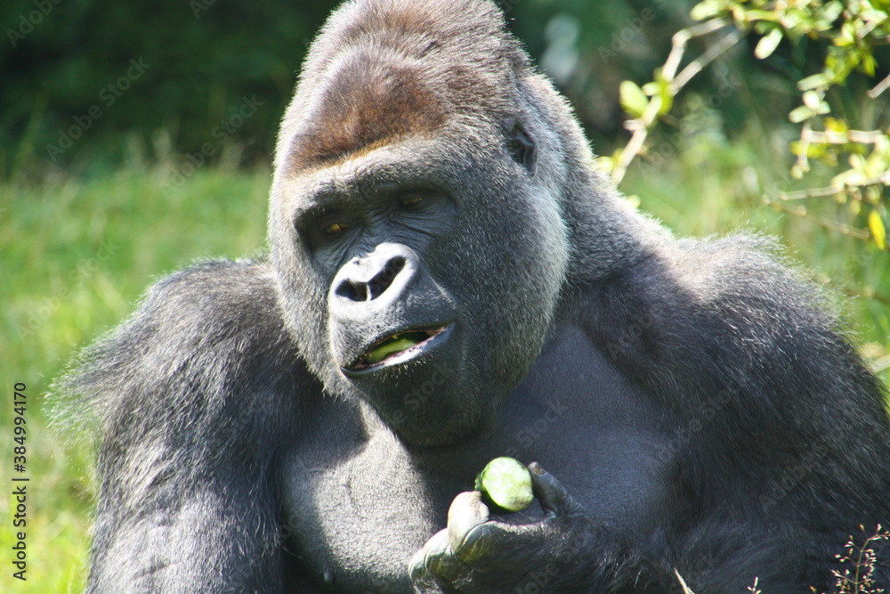 Gorilla in his outdoor enclosure Gorilla in his outdoor enclosure