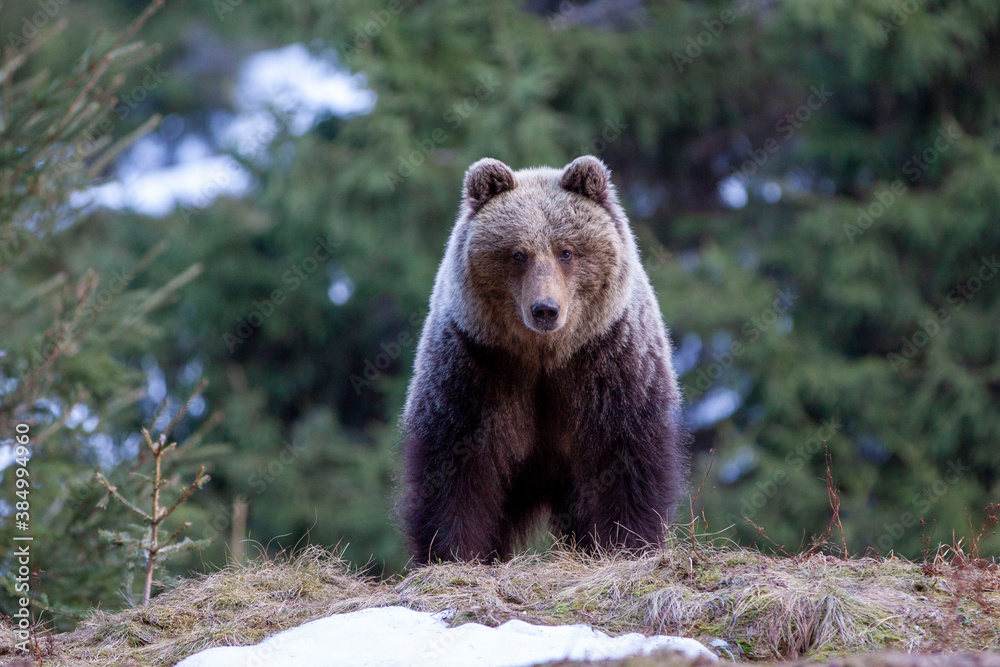 Beautiful female brown bear (Ursus arctos) on meadow covered snow. Beautiful female brown bear (Ursus arctos) on meadow covered snow.
