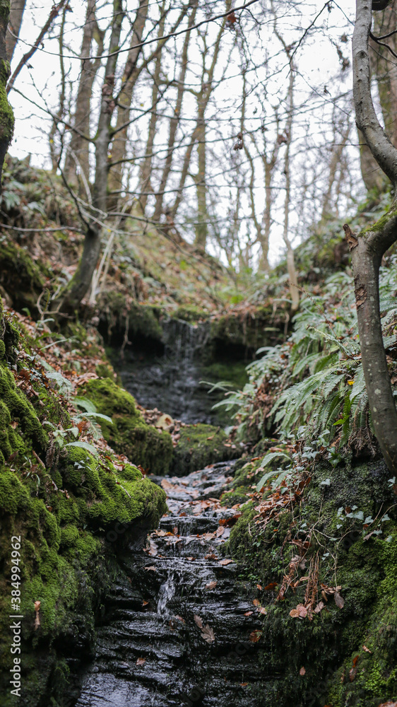 Stream in a forest surrounded by trees and mossy rocks Stream in a forest surrounded by trees and mossy rocks