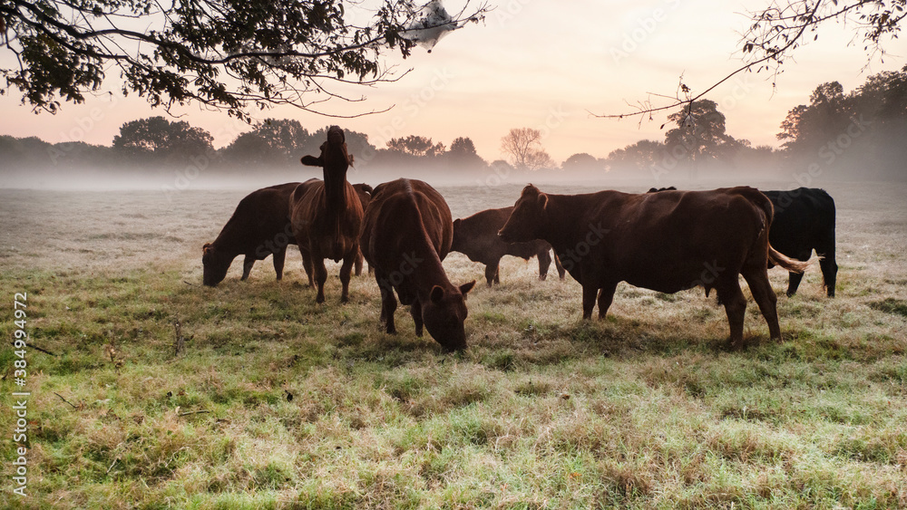Cattle in the pasture at sunrise with copy space Cattle in the pasture at sunrise with copy space