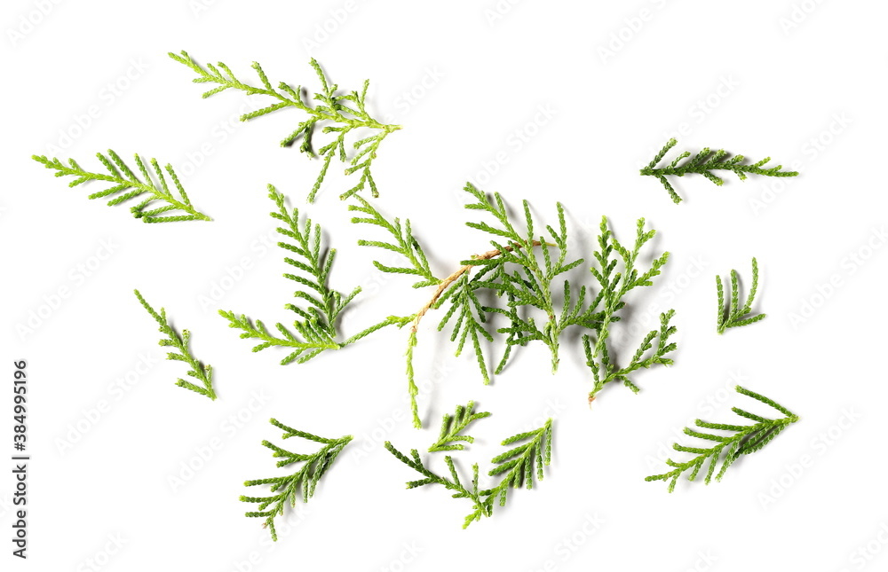 Conifer tree leaves texture isolated on white background, top view