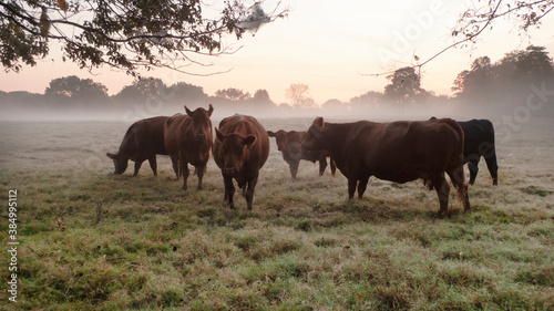 Cattle in the pasture at sunrise with copy space