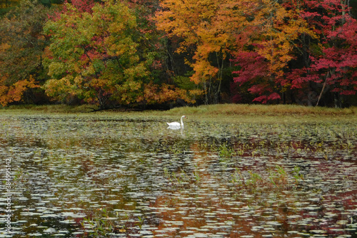 white swan in autumn park