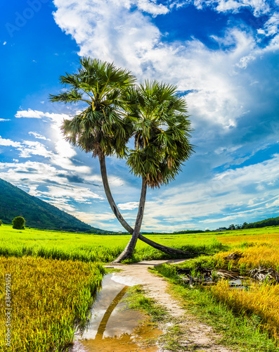 beautiful landscape of twins palm tree from Tay Ninh province of Vietnam country and rice field with a beautiful mountain. photo