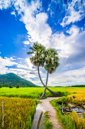 beautiful landscape of twins palm tree from Tay Ninh province of Vietnam country and rice field with a beautiful mountain. photo