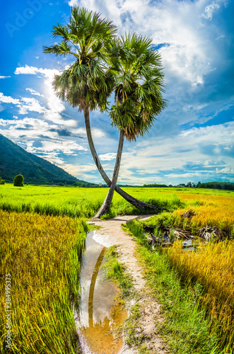 beautiful landscape of twins palm tree from Tay Ninh province of Vietnam country and rice field with a beautiful mountain. photo