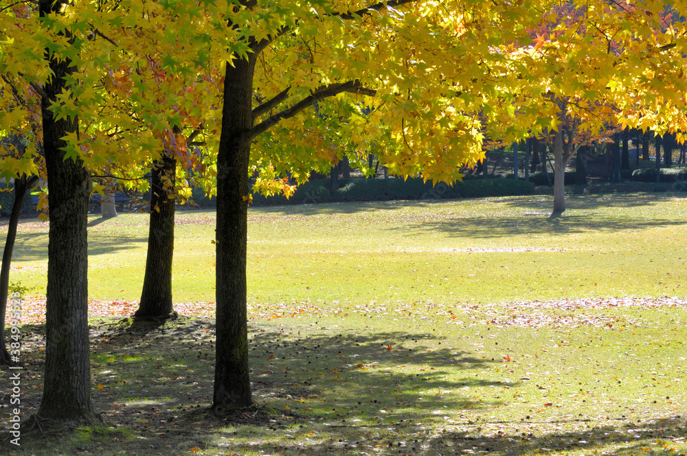 Naklejka premium カエデ