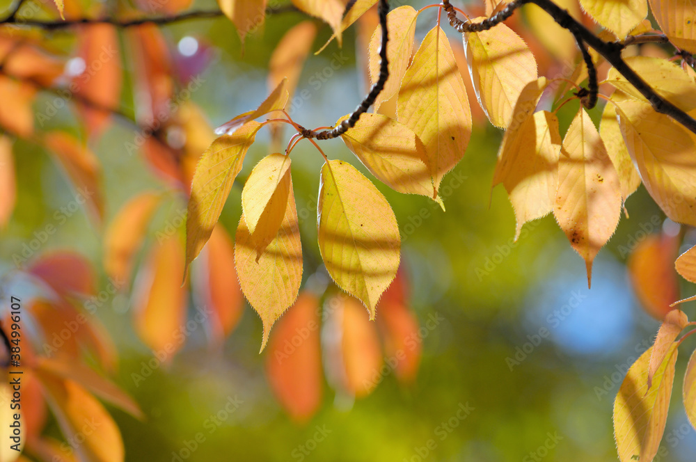 Obraz premium サクラ