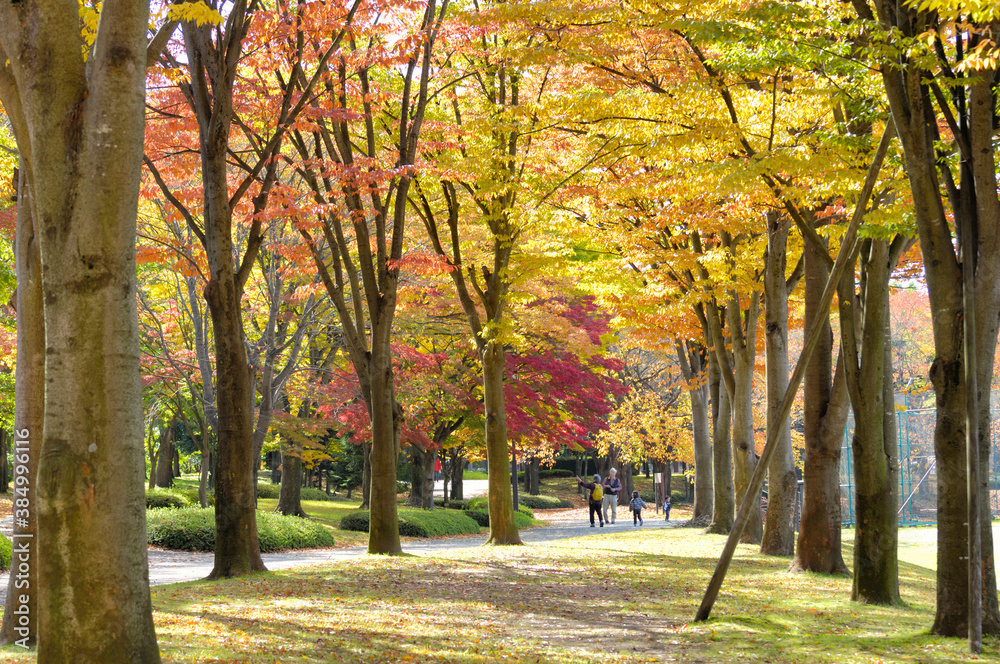 Naklejka premium イチョウ並木