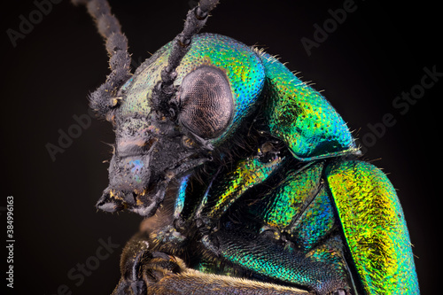 extreme close up of a green blister beetle. spanish fly.