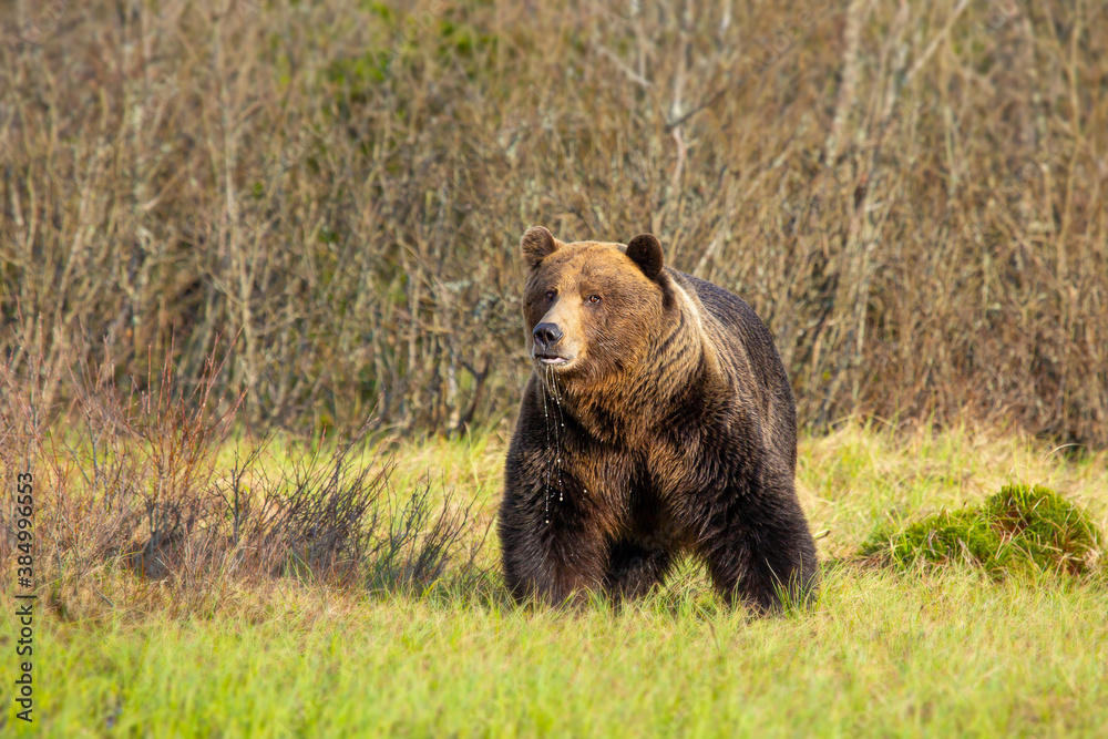 Very large dominantmale ( ursus arctos ), who found water in a small meadow. Wildliffe photography in the slovak country (Tatry) Very large dominantmale ( ursus arctos ), who found water in a small meadow. Wildliffe photography in the slovak country (Tatry)