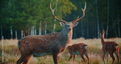 A large sika deer with beautiful antlers stands at the edge of the forest.
