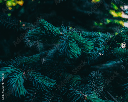 Young branches of blue spruce