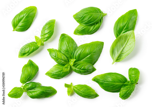 Basil background. Basil leaf isolated on white. Basil leaves top view.