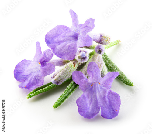 Lavender flowers isolated. Bunch of lavender macro. White background. Full depth of field.