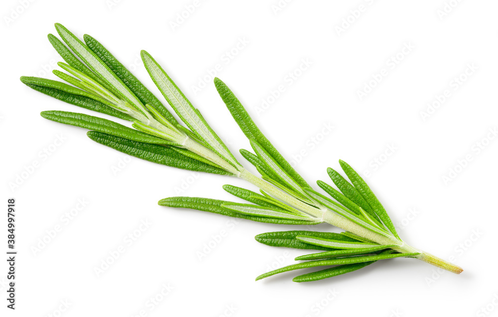 Fototapeta premium Rosemary twig and leaves isolated. Rosemary on white background. Top view rosemary twig.
