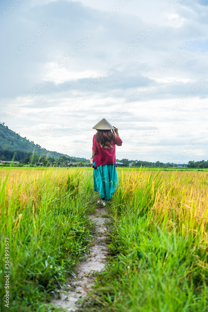 Vietnamese girl in dark red and bottle green traditional costume dress with conical hat walking on yellow and green rice field. Vietnamese girl in dark red and bottle green traditional costume dress with conical hat walking on yellow and green rice field.