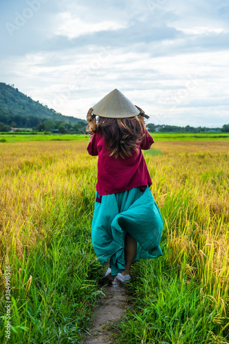 Vietnamese girl in dark red and bottle green traditional costume dress with conical hat walking on yellow and green rice field.