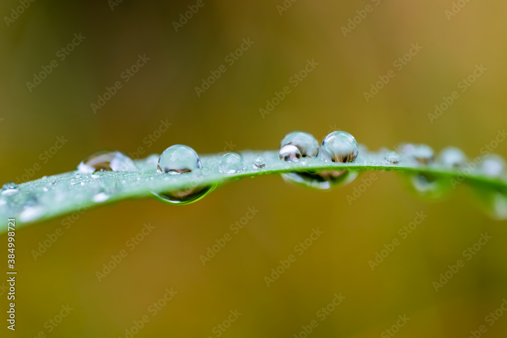 Wassertropfen Grashalm Makro Nahaufnahme H2O Wiese Tau Morgen Regen Schauer Kugel selektive Schärfe grün Reflektion Spiegelung Oberflächenspannung klar Niederschlag Deutschland Sauerland Natur 