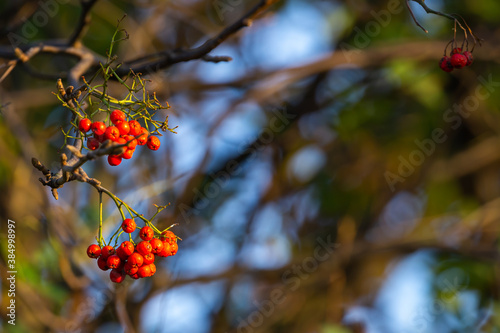 mountain ash berries on the tree. Natural , afternoon light