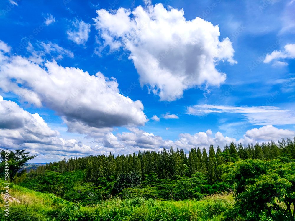 clouds over the forest clouds over the forest