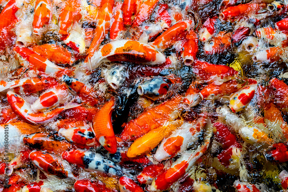colorful carp fish in pond background