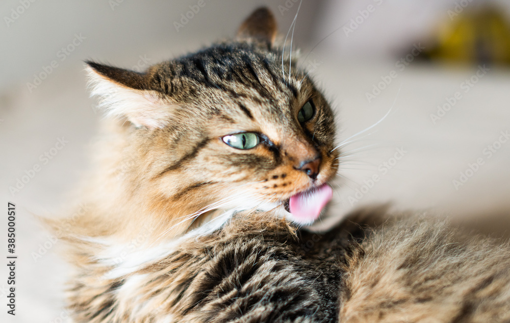 Naklejka premium cat licking itself