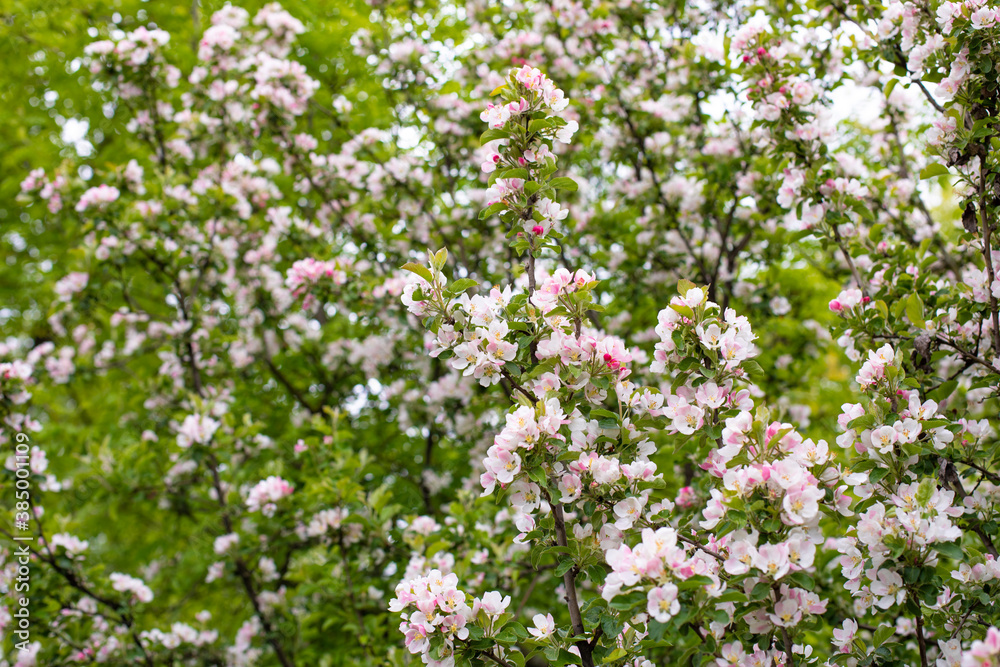 Blooming apple tree, Orchard blossom in spring, natural background Blooming apple tree, Orchard blossom in spring, natural background