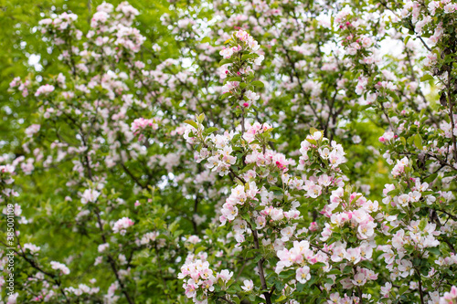 Blooming apple tree  Orchard blossom in spring  natural background