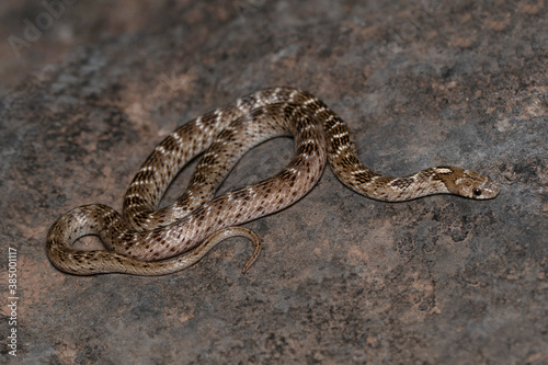 Russel kukri snake, Oligodon taeniolatus, Satara, Maharashtra, India