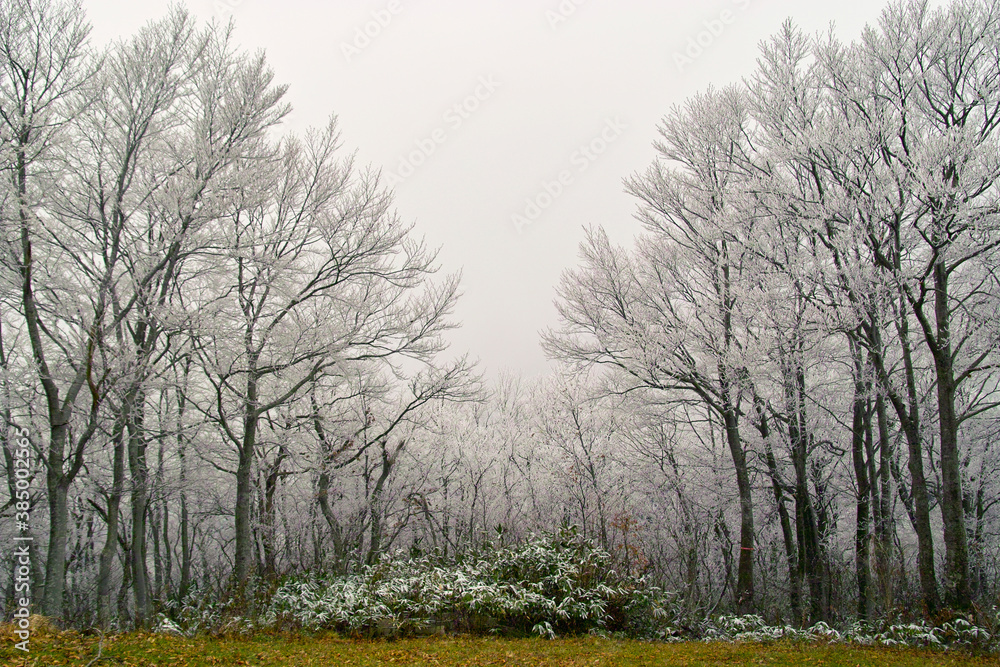 Obraz premium 霧氷