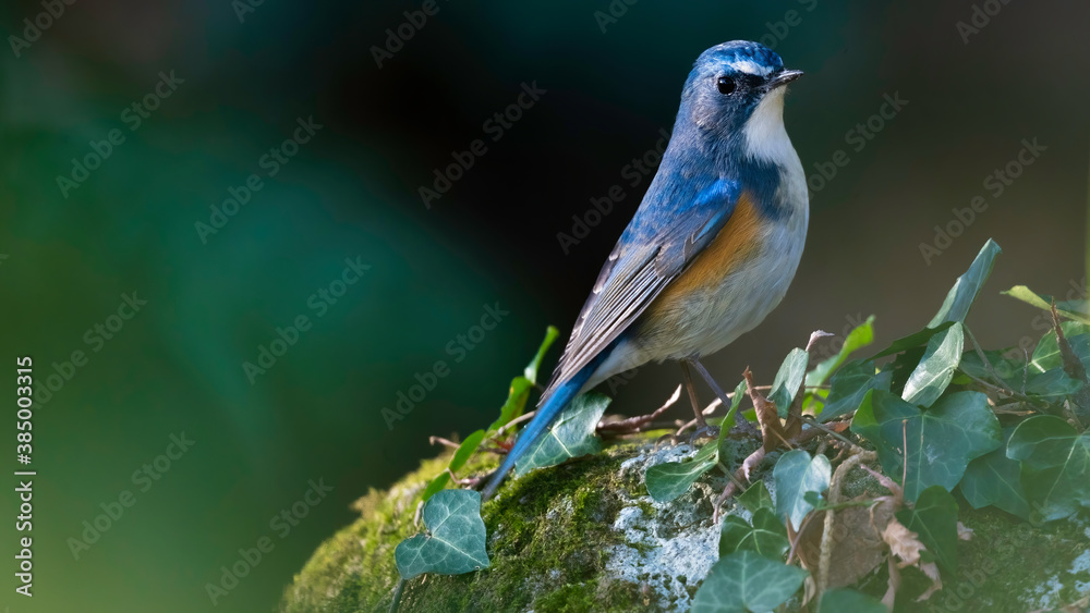 Obraz premium ルリビタキ