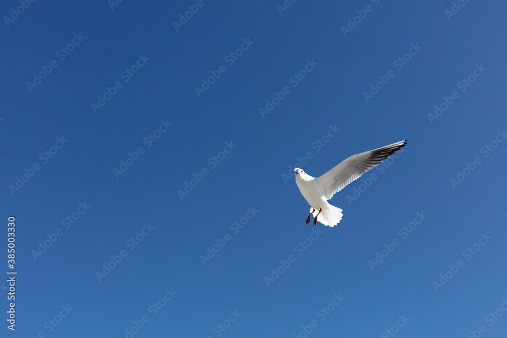 Beautiful sea gulls on a background of blue sky. Beautiful sea gulls on a background of blue sky.
