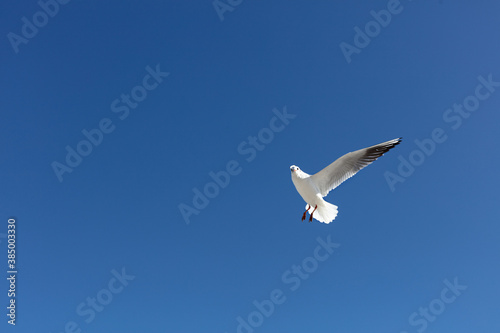 Beautiful sea gulls on a background of blue sky.