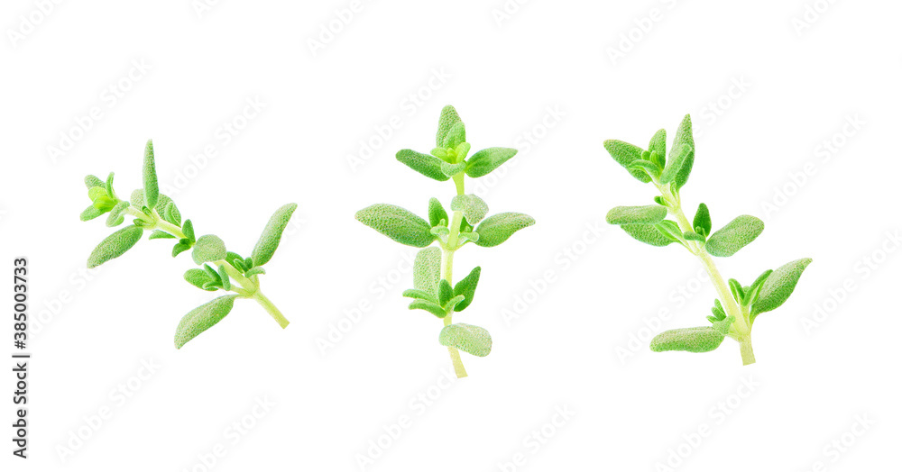 Fresh thyme spice isolated on white background. Thyme isolated. Fresh thyme spice isolated on white background. Thyme isolated.