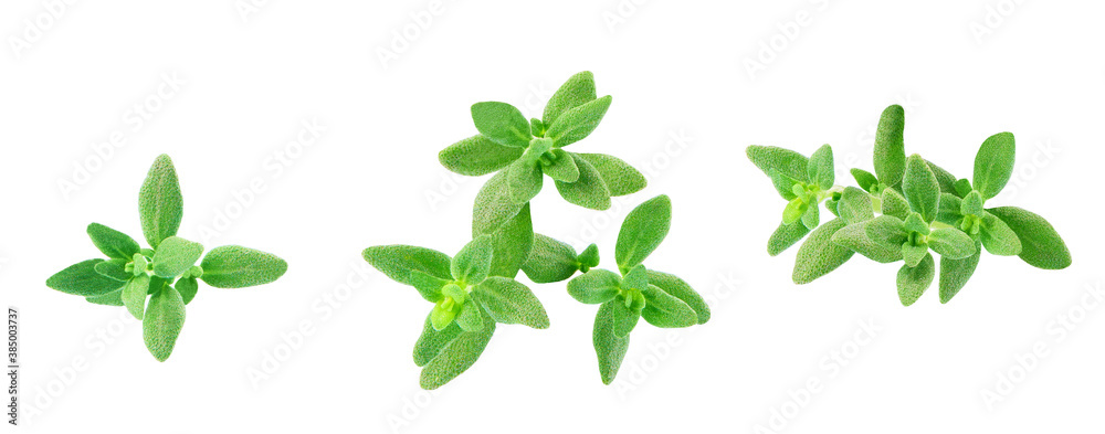 Fresh thyme spice isolated on white background. Thyme isolated. Fresh thyme spice isolated on white background. Thyme isolated.