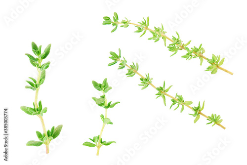 Fresh thyme spice isolated on white background. Thyme isolated.