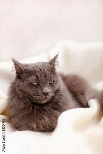 Beautiful gray fluffy cat sleeping on the couch. 