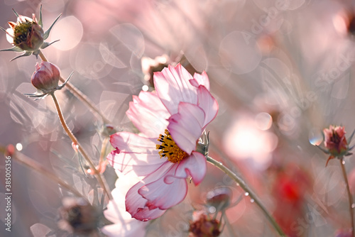 Delicate flowers of pink daisy kosmeya on a light delicate background. Soft selective focus.
 photo