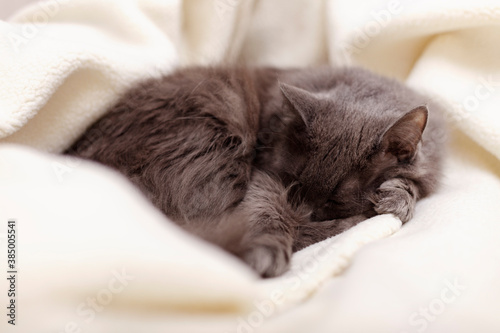 Beautiful gray fluffy cat sleeping on the couch. 