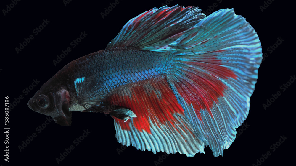 Thai betta Thai betta