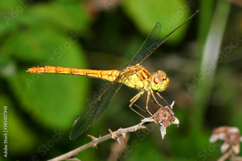 Dragonfly, Guadarrama National Park, Segovia, Castile and LeÃ³n, Spain, Europe