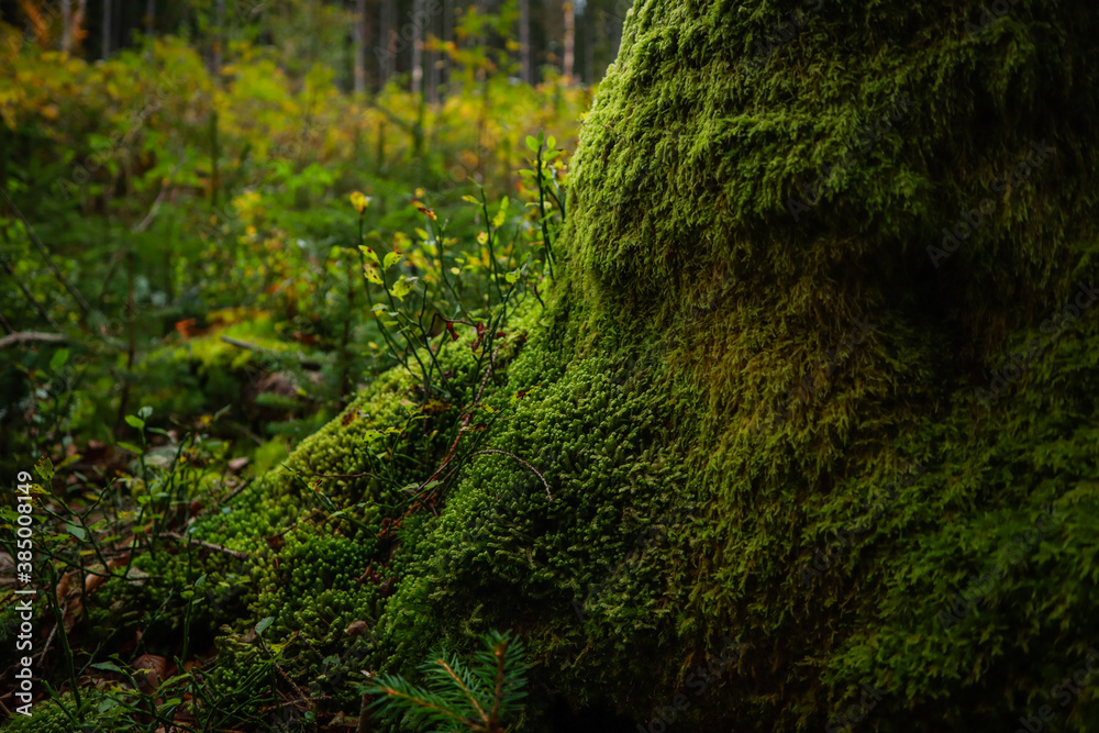 Green moss grows on a cut tree. Illusion of a green wall. Ukrainian Carpathians