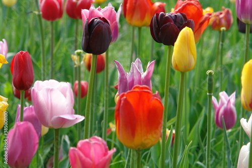 black tulips