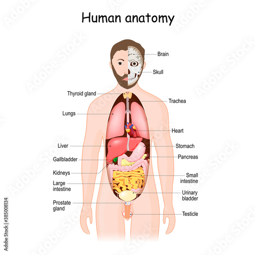 Human anatomy. internal organs.